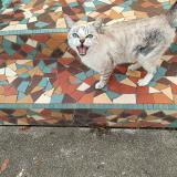 Photo de chat trouvé à Marciac