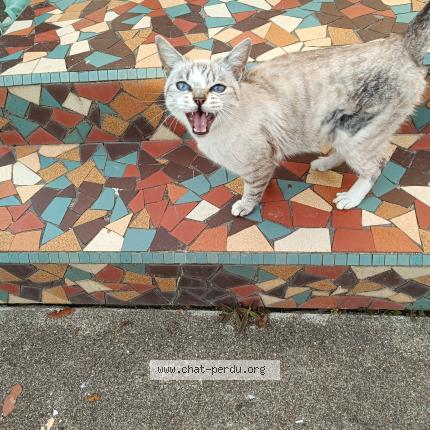 Photo 1/1 Chat trouvé Trouvé à Marciac