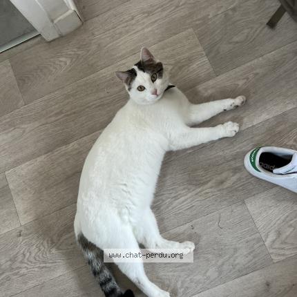 Photo 1/1 Leto Chat perdu à Beauzelle