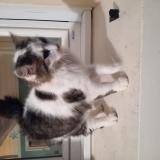 Photo de chat trouvé à St Crespin Sur Moine