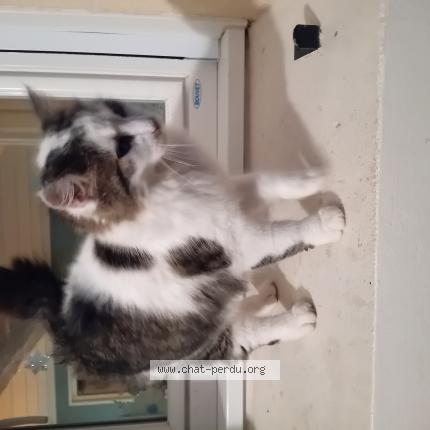 Photo 1/1 Chat trouvé Trouvé à St crespin sur moine