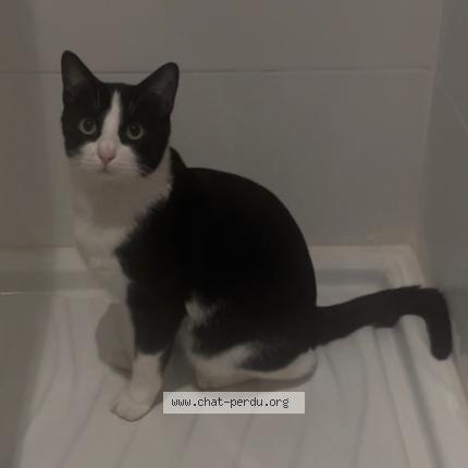 Photo 1/1 Chat retrouvé Perdu à Bourg La Reine
