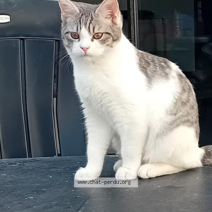 Photo 1/1 Chat retrouvé Perdu à Quaregnon