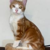 Photo de chat perdu à Los Laureles