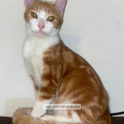 Photo 1/1 Chess Chat perdu à Los laureles