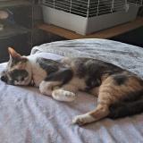 Photo de chat perdu à Orlando