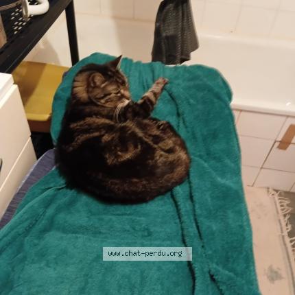 Photo 1/1 Grisou Chat perdu à Palaiseau