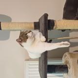 Photo de chat perdu à Cosse Le Vivien