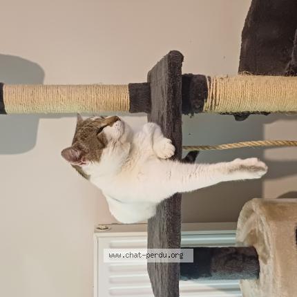 Photo 1/1 Scooby Chat perdu à Cosse le vivien