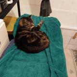 Photo de chat perdu à Palaiseau