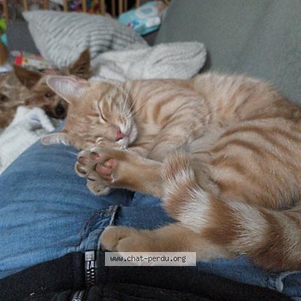 Photo 1/1 Poupi Chat perdu à Saint alban