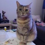 Photo de chat perdu à Ingrandes Le Fresne Sur Loire