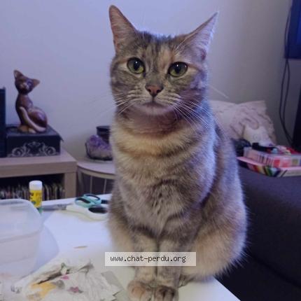 Photo 1/1 Reese Chat perdu à Ingrandes le fresne sur loire