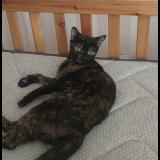 Photo de chat perdu à Beaucaire