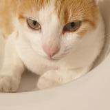 Photo de chat perdu à Chatenoy Le Royal