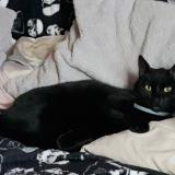 Photo de chat perdu à Saint Ouen L Aumone