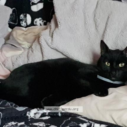 Photo 1/1 Lucky Chat perdu à Saint ouen l aumone