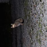 Photo de chat trouvé à Higueres Souye