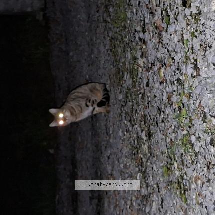 Photo 1/1 Chat trouvé Trouvé à Higueres souye