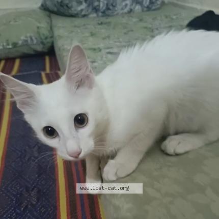 Photo 1/1 Samandar Khan Chat perdu à Banni chowk rawalpindi