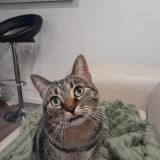 Photo de chat perdu à Escalquens