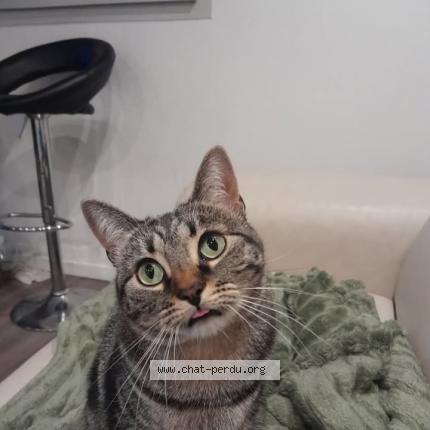 Photo 1/1 Pépette Chat perdu à Escalquens