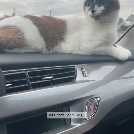 Photo 1/1 NALA Chat perdu à Savenes