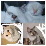 Photo de chat perdu à Peoria