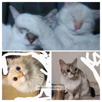 Photo 1/1 Simba Chat perdu à Peoria