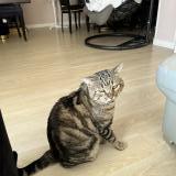 Photo de chat perdu à Moingt Montbrison