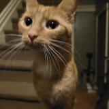 Photo de chat perdu à North York