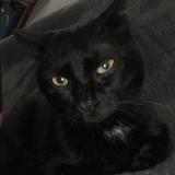 Photo de chat perdu à Sens