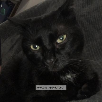 Photo 1/5 Krokmou Chat perdu à Sens