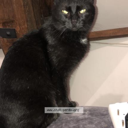 Photo 2/5 Krokmou Chat perdu à Sens