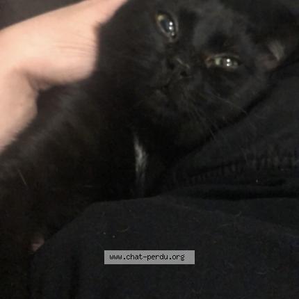 Photo 3/5 Krokmou Chat perdu à Sens