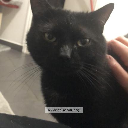 Photo 4/5 Krokmou Chat perdu à Sens