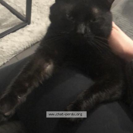 Photo 5/5 Krokmou Chat perdu à Sens