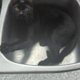 Photo de chat perdu à Edmonton