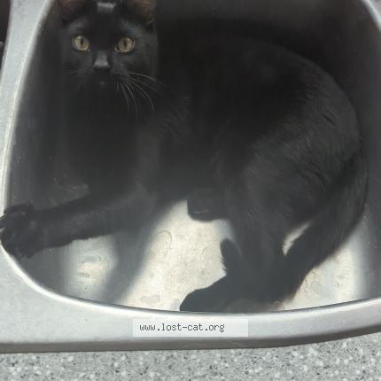 Photo 1/1 Felix Chat perdu à Edmonton