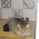 Photo de chat perdu à Les Peintures