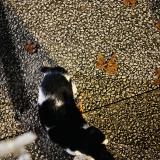 Photo de chat trouvé à Nimes