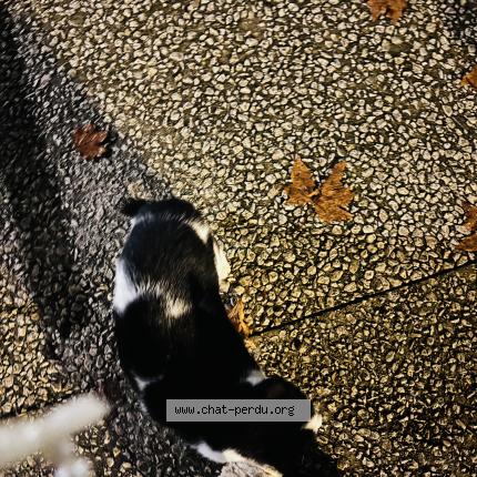 Photo 1/1 Chat trouvé Trouvé à Nimes