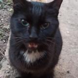 Photo de chat trouvé à Saint Laurent De Mure