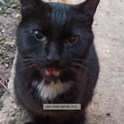 Photo 1/1 Chat retrouvé Trouvé à Saint laurent de mure