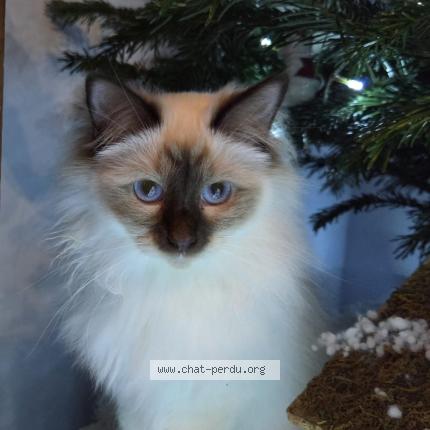 Photo 1/1 Chat retrouvé Perdu à Nieul sur mer