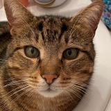 Photo de chat perdu à Plouha