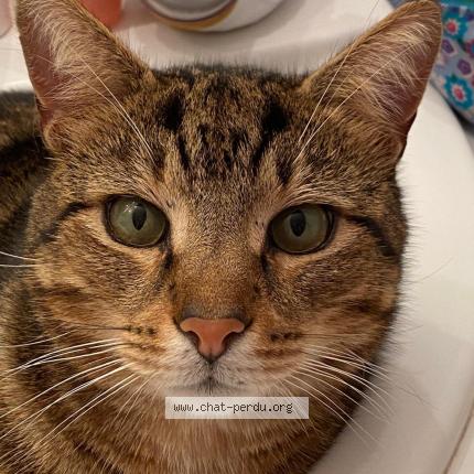 Photo 1/1 Chat retrouvé Perdu à Plouha