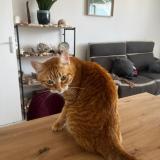 Photo de chat perdu à Versailles