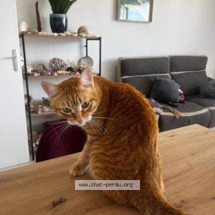 Photo 1/1 Chat retrouvé Perdu à Versailles