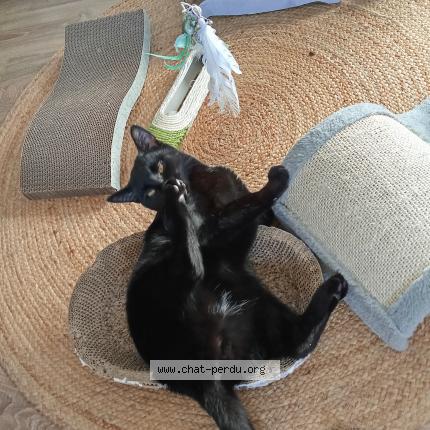 Photo 1/1 Simba Chat perdu à Nogaro